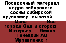 Посадочный материал кедра сибирского (сосны сибирской) крупномер, высотой 3-3.5  › Цена ­ 19 800 - Все города Сад и огород » Интерьер   . Ямало-Ненецкий АО,Муравленко г.